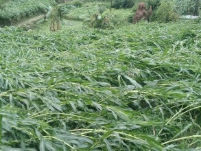 बर्षा र हावाहुरीले मकैबालीमा क्षति, बैतडीका किसान चिन्तित 